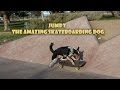 Jumpy amazing skateboarding dog 