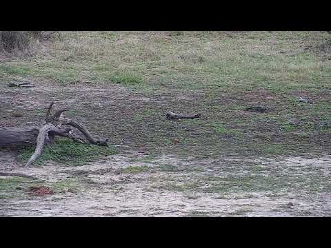 Djuma: Blacksmith Lapwing chicks feeding - 06:26 - 11/08/21