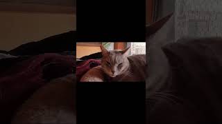 🇯🇵3 猫屋敷の観察 Observing the cat castle #shorts