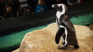 Live Penguin Cam (Underwater View) | California Academy of Sciences live webcam