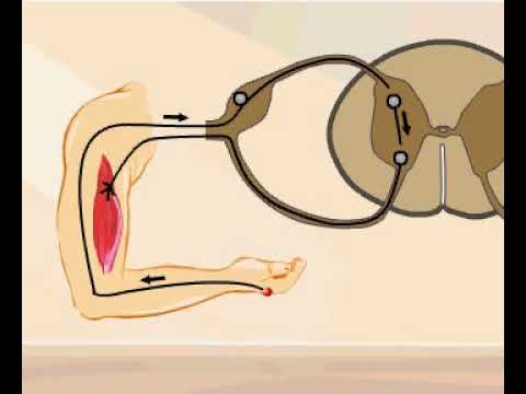 Monosynaptic and polysynaptic reflexes