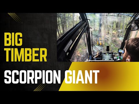 Cutting MONSTER Trees | Ponsse Scorpion Giant at Work | ACTIVE H8 
