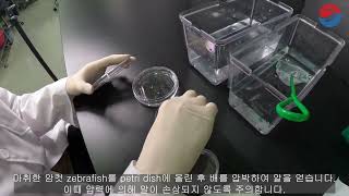 Zebrafish In Vitro Fertilization (IVF)