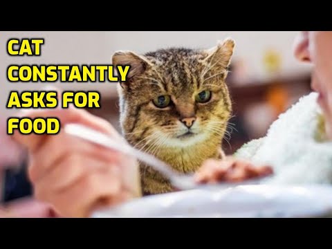 How To Stop Cats Begging For Food