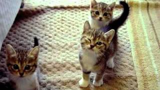 Cor Scorpii - Kjettar