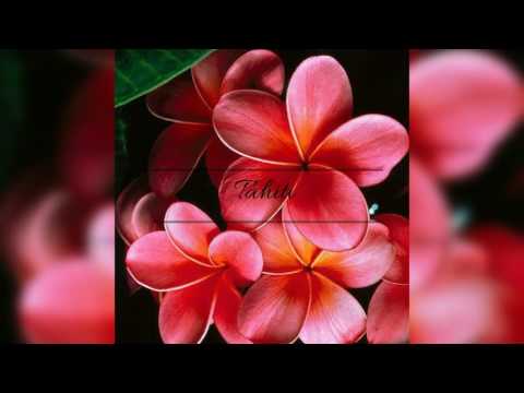 Toi mon amour - Te Hupe [ROYAL BAND  LIVE]