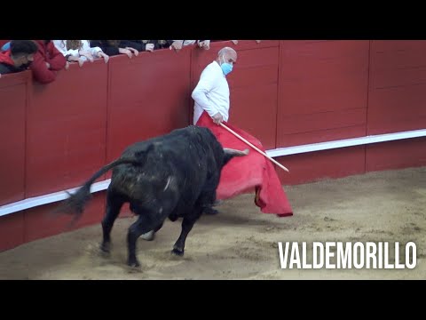 Valdemorillo 2022 Suelta de 9 Toros Bravos