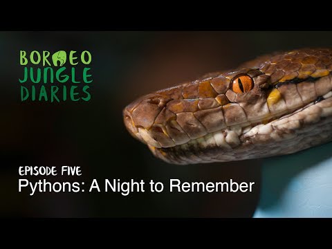 Borneo Jungle Diaries: Episode Five - Pythons: A night to remember [UHD/4K] SZtv
