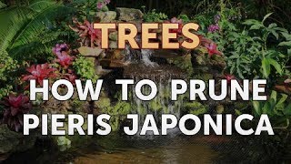 How to Prune Pieris Japonica