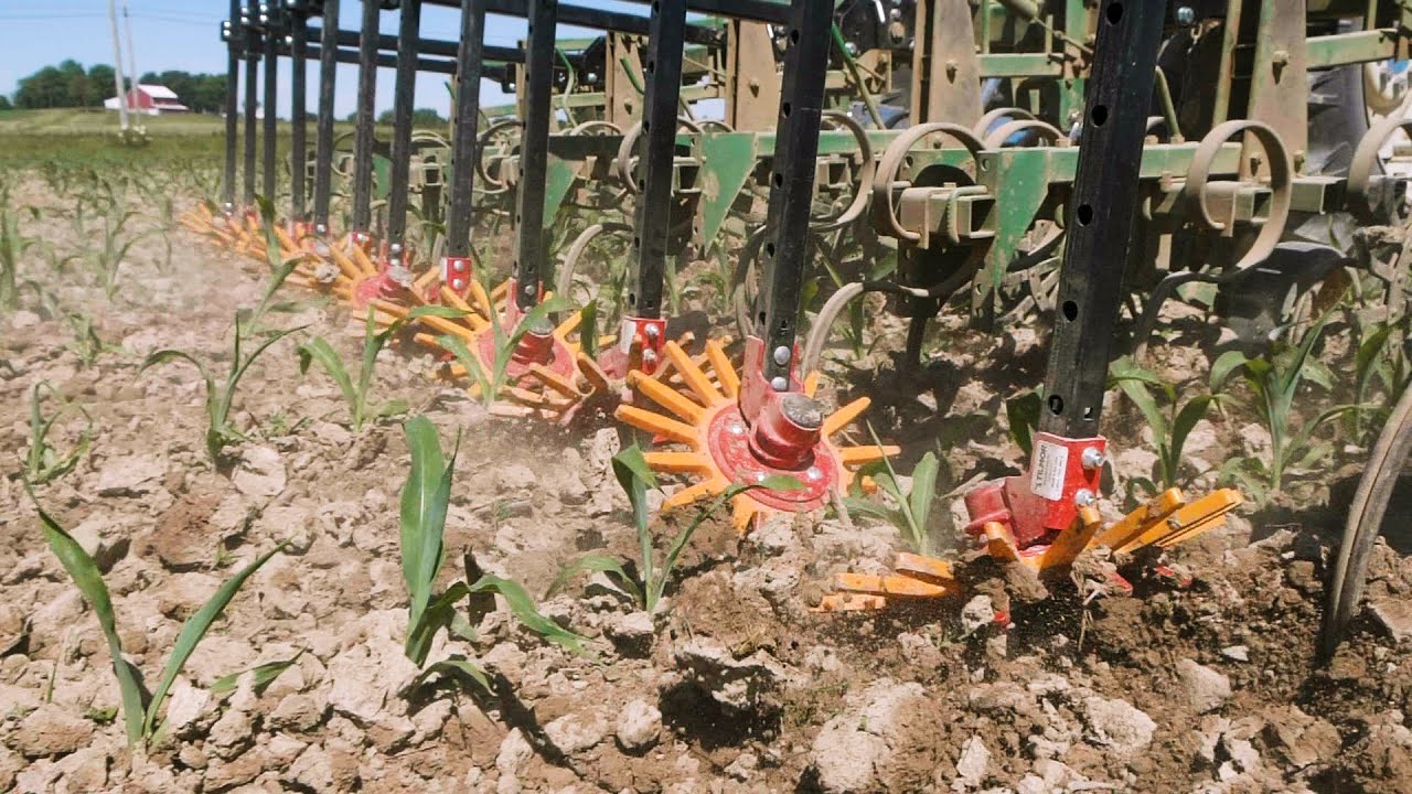 Organic Weed Control In Slow Motion