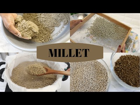 HOW TO MAKE MILLET BALLS| TIPS| Shalou Cuisine