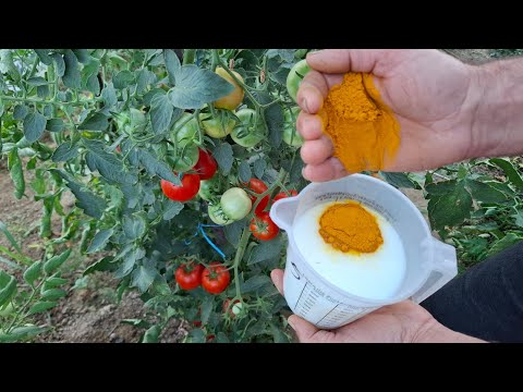 I Put This Over Milk And I Watered The Tomatoes And They Fruited 10 Times More By Fall