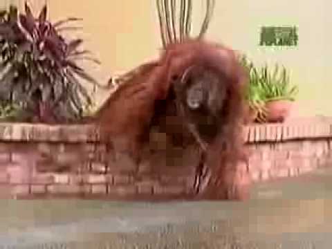 Untamed and Uncut Orangutan Terrorizes Zoo