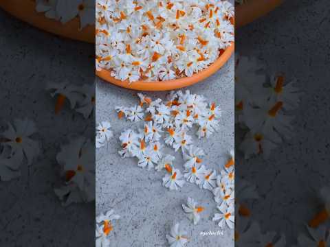 Sheuli ful | night jasmine flower| #flowergarden #nature #flower #flowers #sheuli