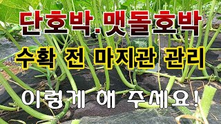 [텃밭농부. 1,148]  단호박. 맷돌호박 마무리 손질하고 웃거름 주는 방법 #단호박재배 #맷돌호박재배