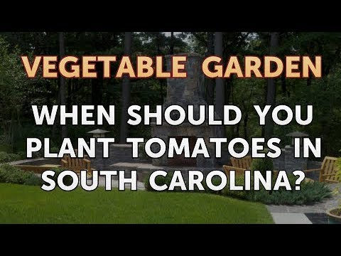 YouTube video about: When do you plant tomatoes in north carolina?