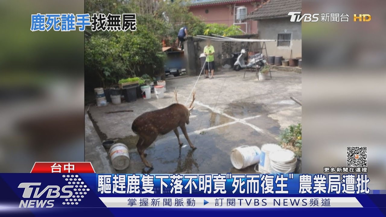 驅趕鹿隻下落不明竟「死而復生」　農業局遭批