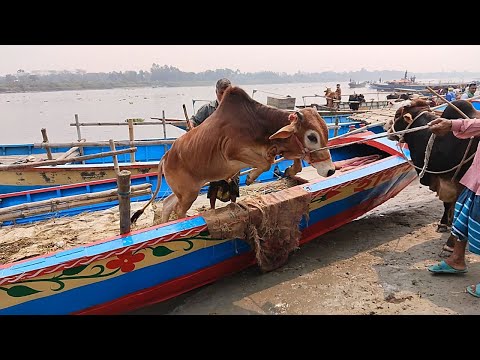 cow unloading cow unloading, cow videos, cow video, big cow, goru hamba cow, Ept - 155 |Thats Aminul