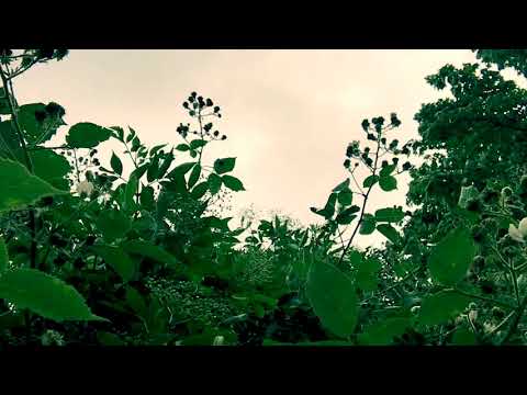 Hiroshi Yoshimura (吉村弘) - 音の島 ('Island Of Sound') [Full Album]