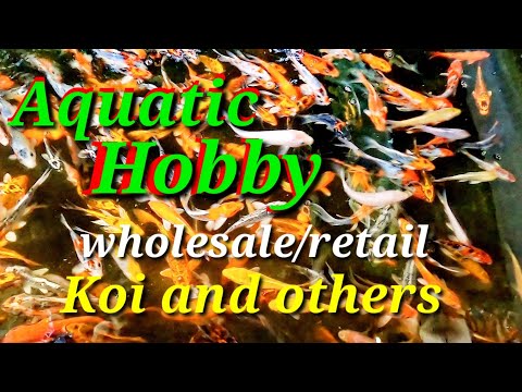 EP232 part 1: Aquatic Hobby/Koi and others