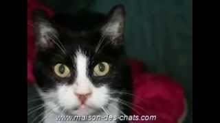 preview picture of video 'Photos des chats de la Maison des Chats'