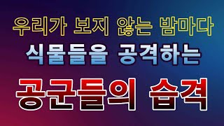 [텃밭농부. 1,195]  애써 키운 작물에 밤으로 날아 드는  공군들의 습격.