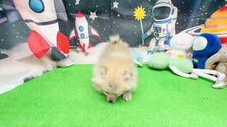 ポメラニアンの動画01