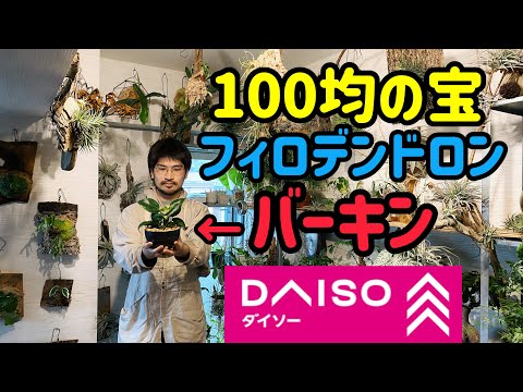 なぜ植物にコルクを入れるのですか？ 4 つの理由、4 つの用途  庭園