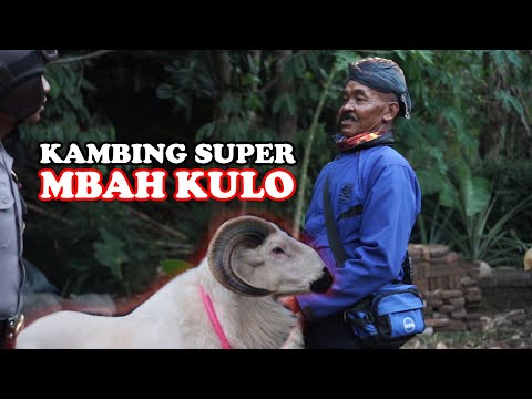 kambing-super-mbah-kulo-i-pak-bhabin-polisi-motret-sketsa-4