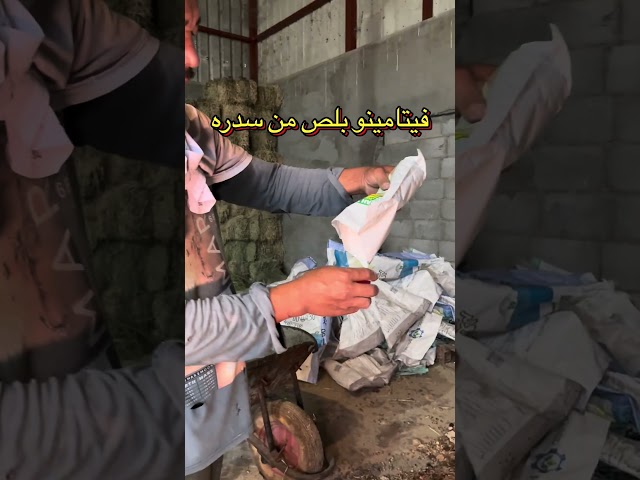 فتامينو بلص سدره