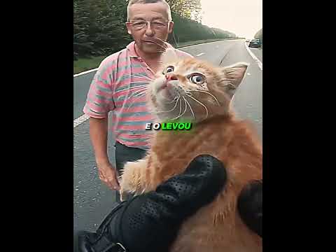 Ele salvou um gatinho no meio da estrada 🥹❤️ #shorts #videoviral #viralizou