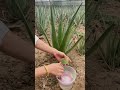 Full Steps Of Making Aloe Vera Mask Satisfying Short