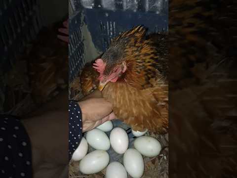 過剰な体重は産卵鶏にどのような影響を与えますか?生産性は向上していますか、それとも低下していますか?  庭園