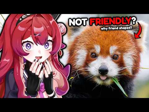 The Red Panda Problem Not Being Talked About Enough