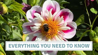 Why And How To Dig Dahlias // Cottoverdi