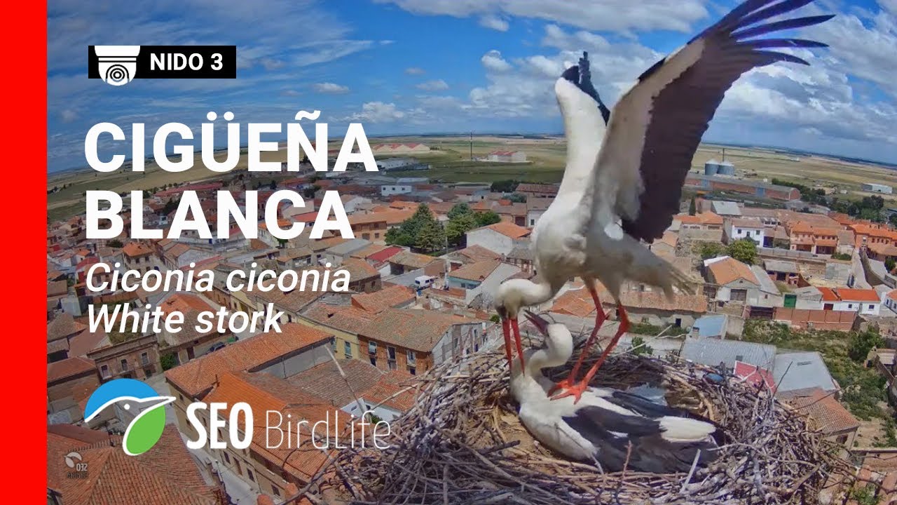 Live webcam view of Madrigal Stork Nest No. 3