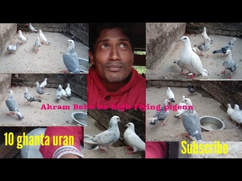 Madrasi dubaj lot of pigeon  high Flying by Raza Photography & Technical Video