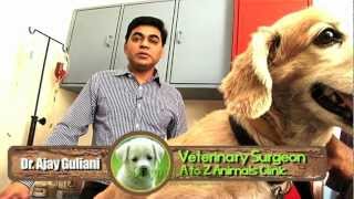 Relationship Between Household Staffs and Pets