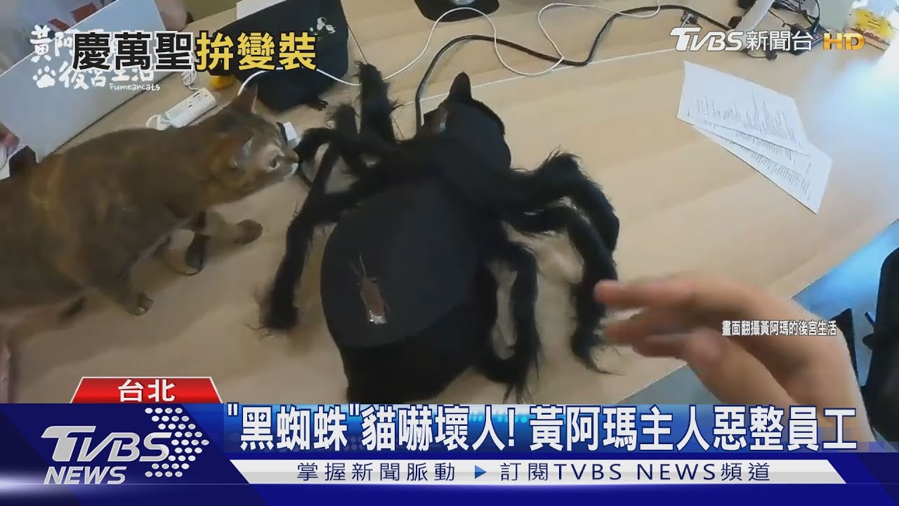 萬聖節應景企劃！　黃阿瑪變身蜘蛛惡作劇