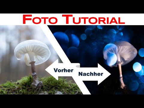 Geheimtipp für das schönste Bokeh - Naturfotografie Challenge Pilze fotografieren  Fotografie lernen