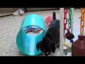 Goberian dogs for sale: Opal - Video 1