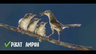 Download lagu suara pikat ter ampuh burung ciblek sawah ribut anakan sama indukan mp3