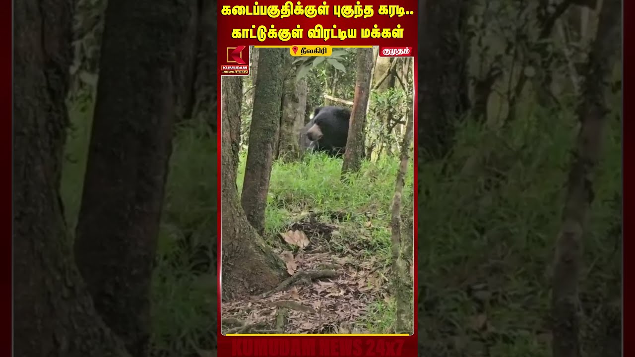 கடைப்பகுதிக்குள் புகுந்த கரடி.. காட்டுக்குள் விரட்டிய மக்கள் | Bear | Nilgris