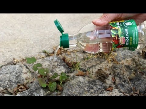 Bestes Hausmittel gegen Unkraut ! Best Home Remedy For Weeds!