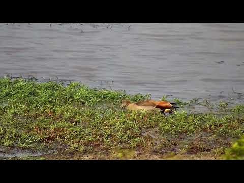 Djuma: Egyptian Goose - 15:24 - 09/09/2022