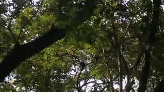 preview picture of video 'Howler Monkeys Peeing On People From Trees Part 1'