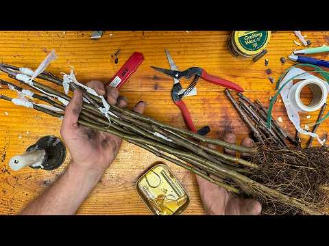David The Good's Easy Bench Grafting for Fruit Trees