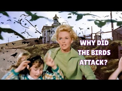 The Birds (1963) Explained