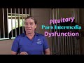 Cushings PPID In Horses