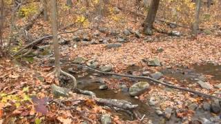 Stream report - Jeremy's Run, Blue Ridge Mountains, Virginia